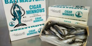 Cigar Minnows