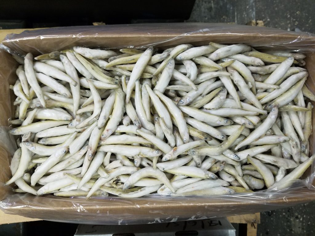 5140 Smelt, 11lb Aylesworth's Fish and Bait