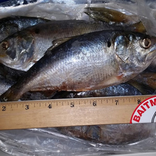 4600 Menhaden, 5lb BAITMASTERS Aylesworth's Fish and Bait