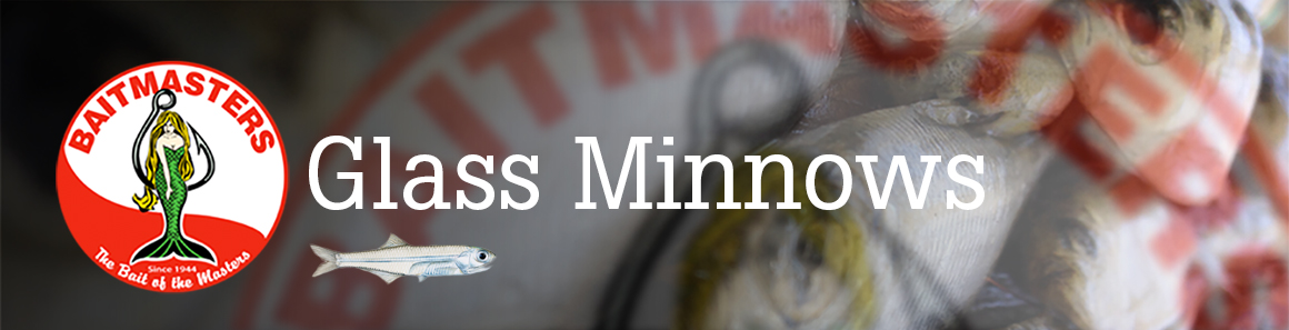 Glass Minnows – Aylesworth's Fish and Bait