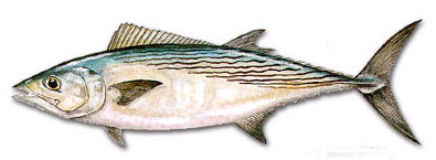 6098 – Bonita, 3-5 lb, 40lb bulk, BAITMASTERS – Aylesworth's Fish and Bait