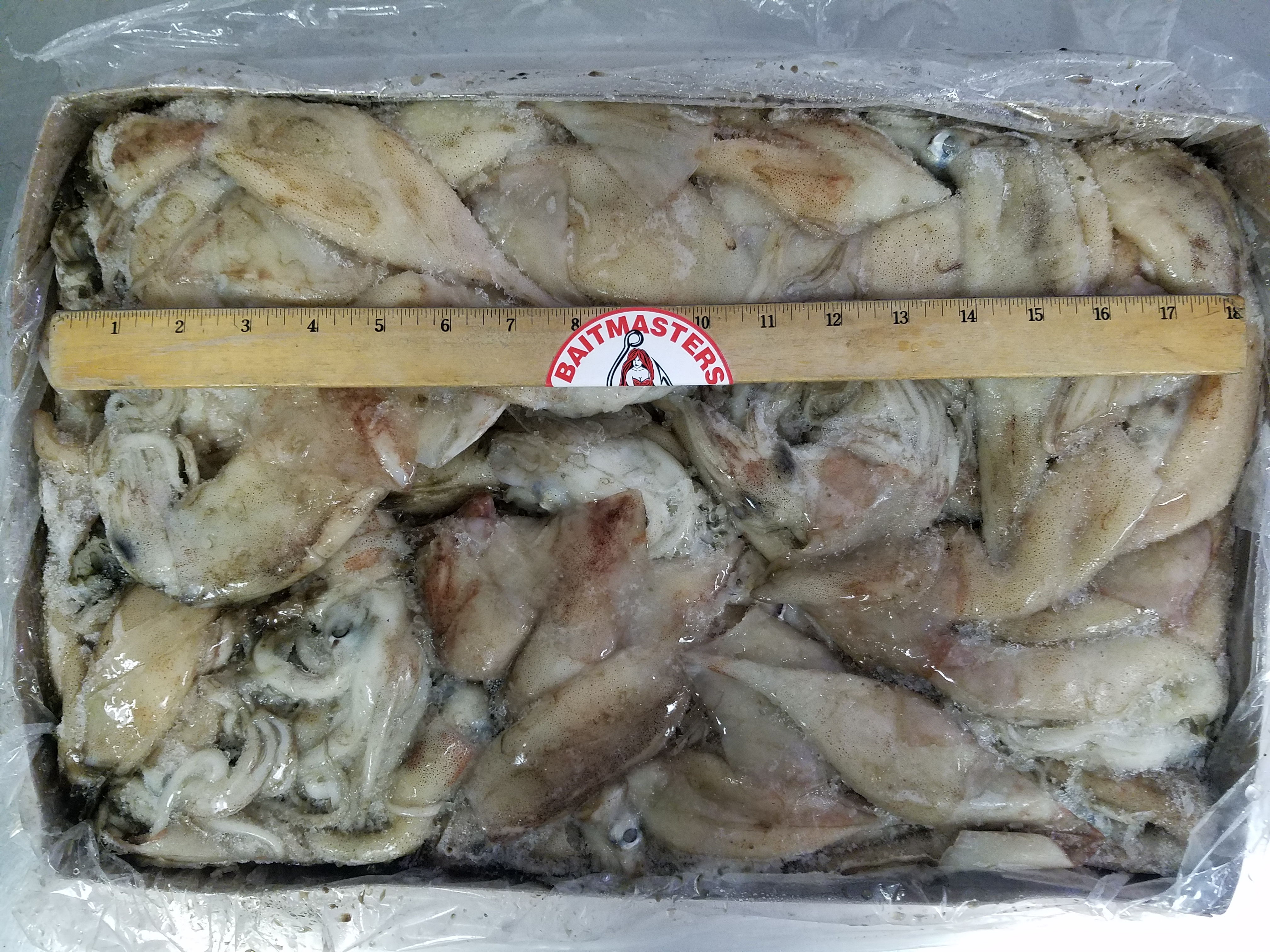 5627 – Squid, Illex 27lb – Aylesworth's Fish and Bait