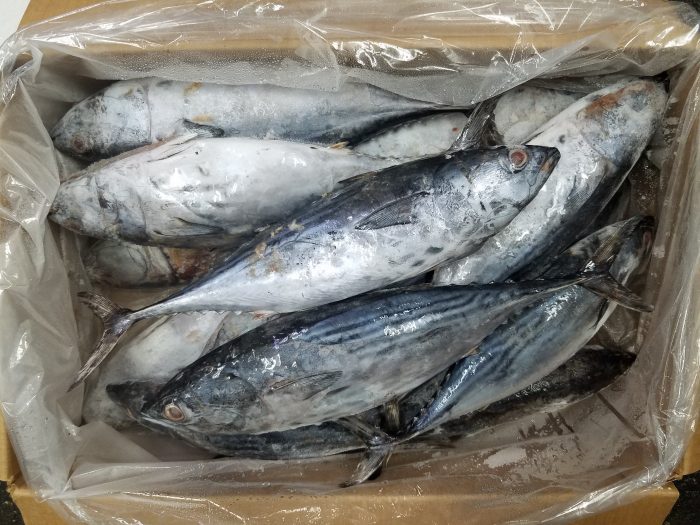 6091 – Bonita, 1 – 3lb, 40lb bulk – Aylesworth's Fish and Bait