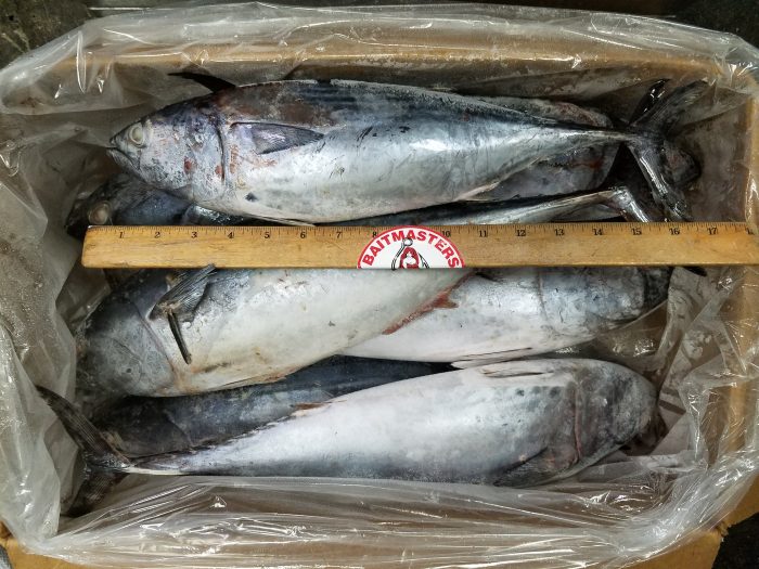 6098 – Bonita, 3-5 lb, 40lb bulk, BAITMASTERS – Aylesworth's Fish