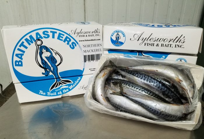 7000 – Mackerel, Northern 5lb – Aylesworth's Fish and Bait