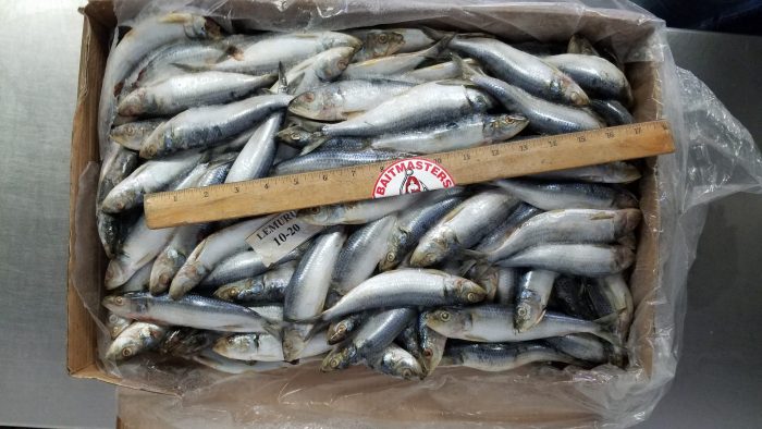5325 – Sardines, Imported Indonesia, 10kg – Aylesworth's Fish and Bait