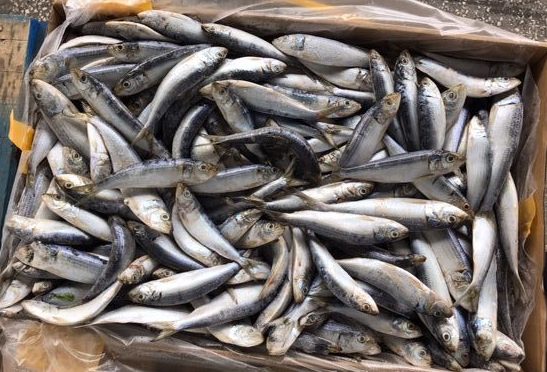 5339 – Sardines, Imported Venezula, 50lb – Aylesworth's Fish and Bait