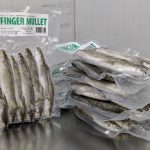 3300I - Mullet, Finger (Silver) Imported, BAITMASTERS